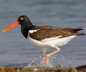 Oystercatcher Bird