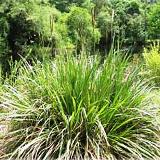 Florida native Fakahatchee Grass