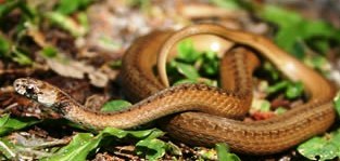 florida brown snake