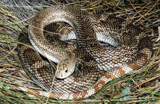 Florida pine snake a snake of special concern in Florida