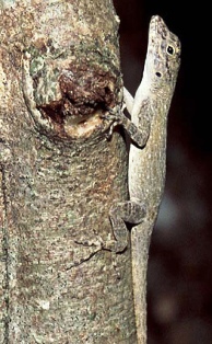 Bark Anole