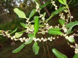 myrsine plant found native in the state of Florida