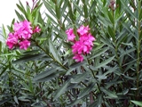 toxic oleander grows throughout Florida
