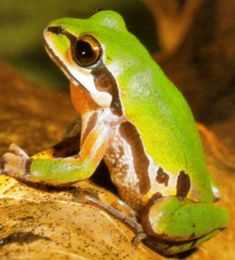 ornate chorus frog 