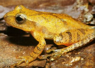Southern Spring Peeper frog