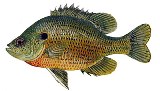 spotted sunfish or stumpknockers are common bottom feeders in Florida