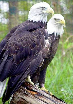 american eagle florida
