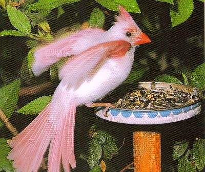 a rare albino cardinal bird seen at a bird feeder in Florida
