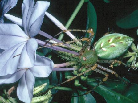 Crab Spider Florida