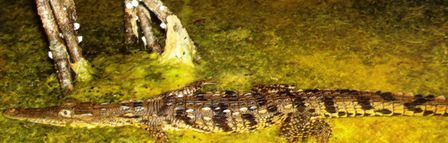 A young crocodile swimming through the Evergaldes