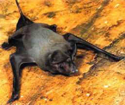Florida Mastiff bat, an endangered bat in the state of Florida