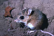 florida mouse