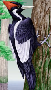 the ivory billed woodpecker, an endangered bird in the state of Florida