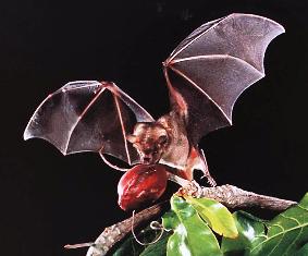 bat eating bugs