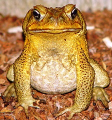 Marine or Giant Toad