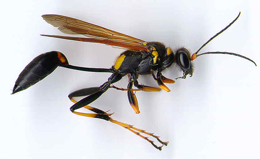 florida wasps