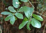 myrtle oak leaves common in Florida