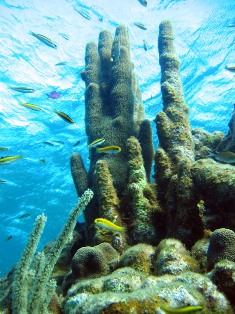 pillar coral and endangered species off the coast of Florida