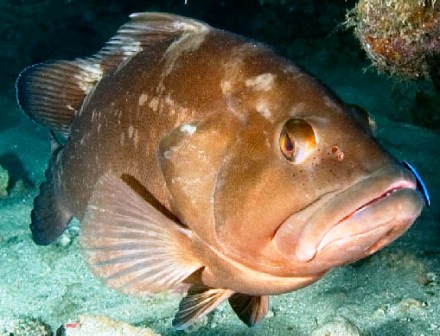 red grouper found near Florida and the bahamas