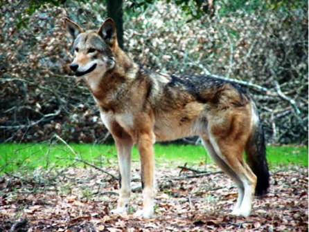 red wolf living at the Tallahasse musuem zoo in Tallahasse Florida