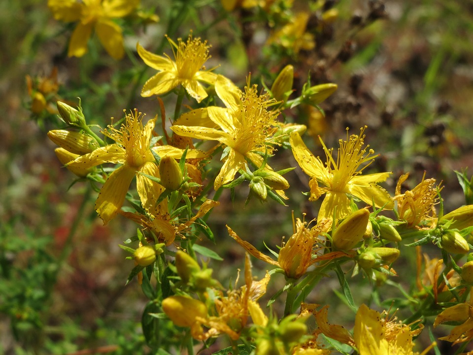 yellow-flowered roundpod St. Johns wort found near Florida swamplands