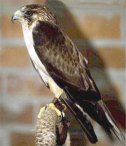 rare south Florida short tailed hawk