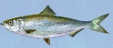 The skipjack herring  can be found in freshwater areas over sand or gravel. 