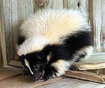 The Florida striped skunk, a native Florida carnivore mammal