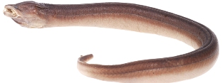 Swamp Eel