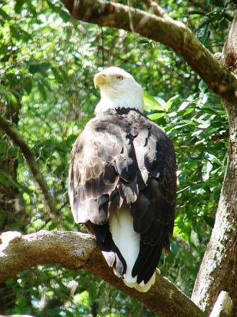 American Bald eagle seen at the Tallahassee museum in Tallahassee Florida