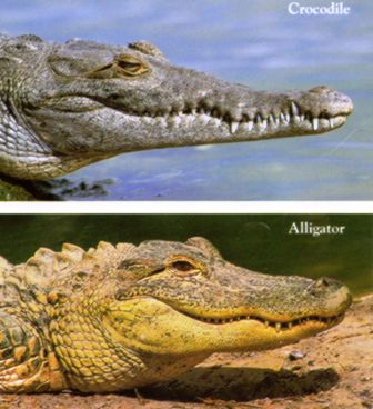 Floridian Nature: Crocs vs. Gators: Do you know the difference?